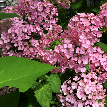 绣球花