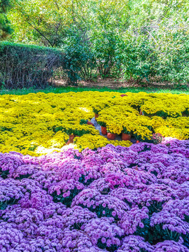 菊花花海