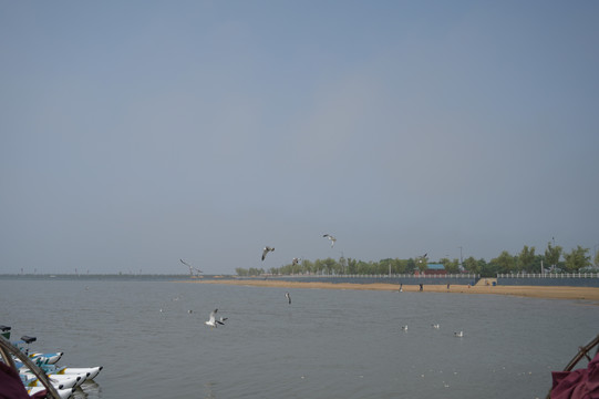 海边海鸥