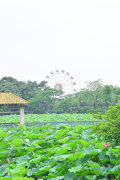 佛山三水荷花世界