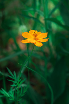 夏日的一朵小花