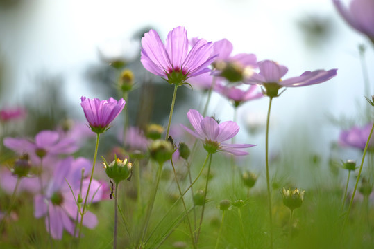 波斯菊