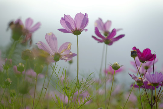 大波斯菊