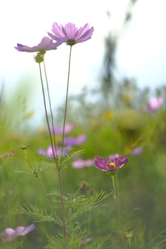 格桑花