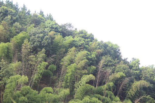 竹林小山