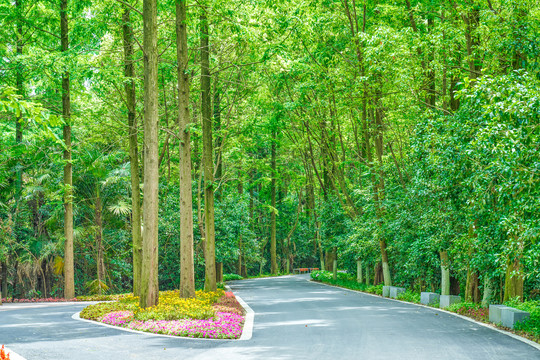 森林园林路