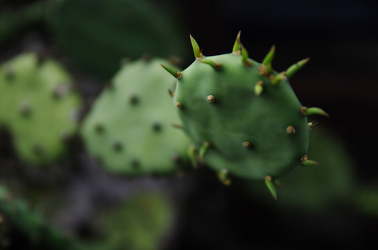 仙人掌特写绿植微距