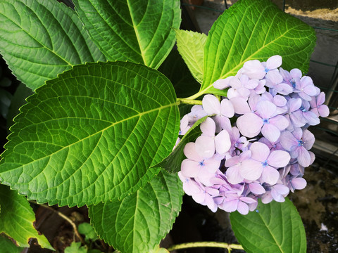 紫色绣球花