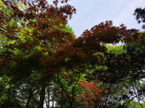 红枫鸡爪槭等植物