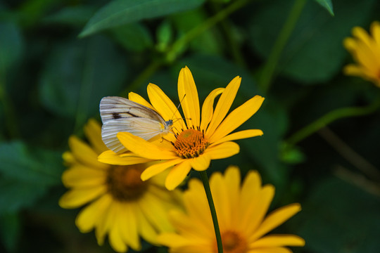 黄色的赛菊芋花与白色的蝴蝶