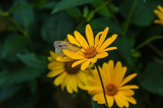 黄色绽放的赛菊芋花与一只蝴蝶
