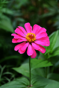 一朵盛开的粉色的百日菊花