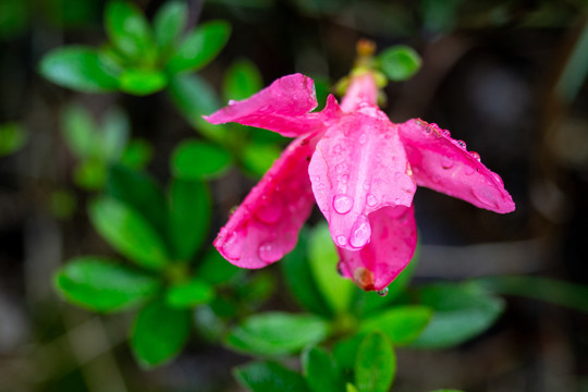一朵红花
