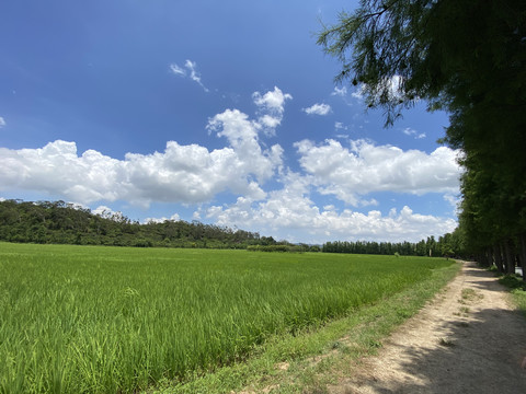 稻田风光