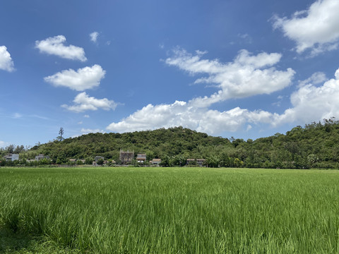 稻田风光