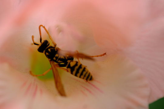 格桑花