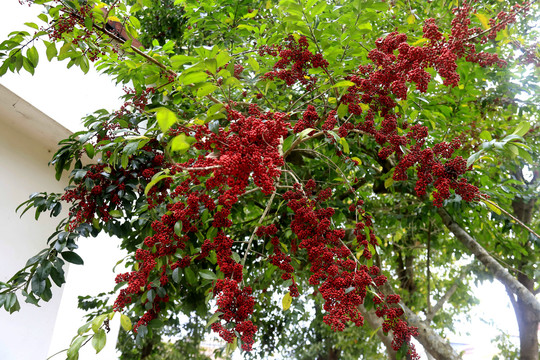 冬青树红果