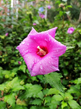 雨中的花朵