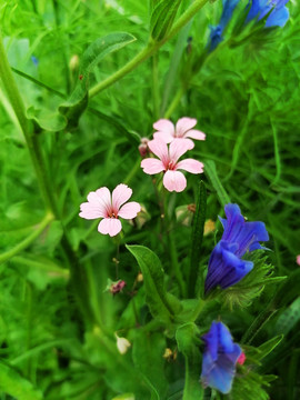 小野花