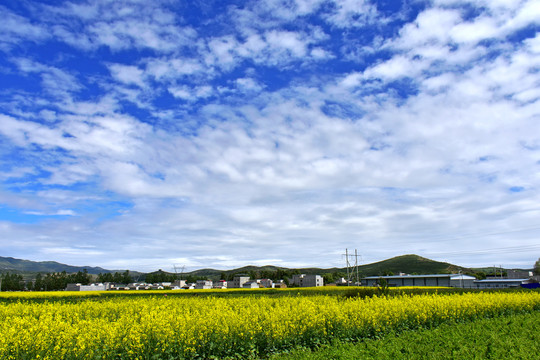 油菜花