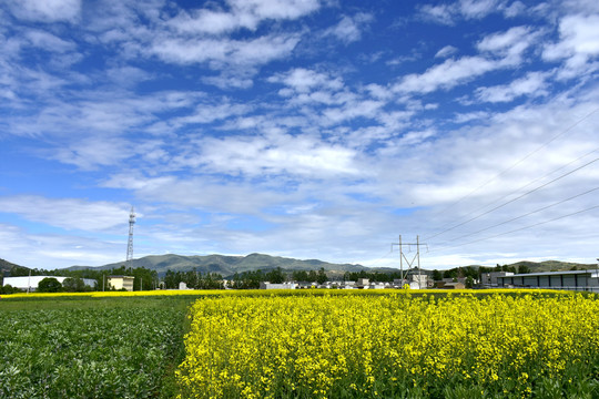 油菜花