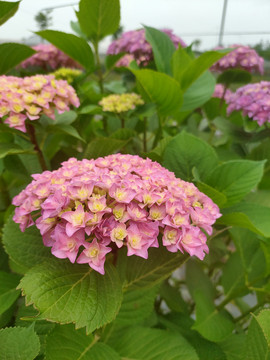绣球八仙花