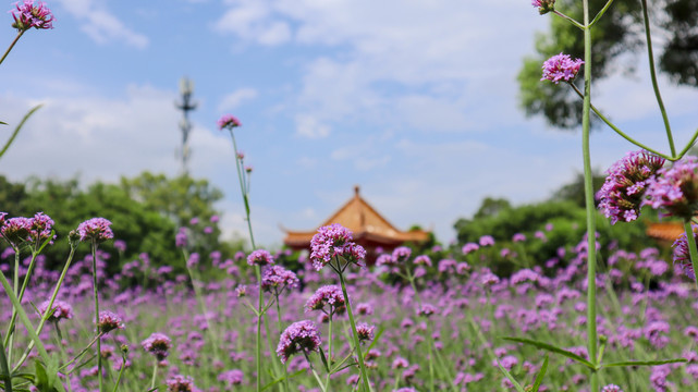 马鞭花海