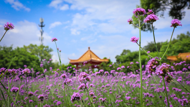 马鞭花海