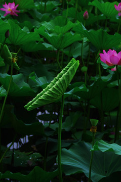 北海公园荷花