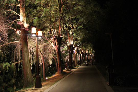 公园道路夜景