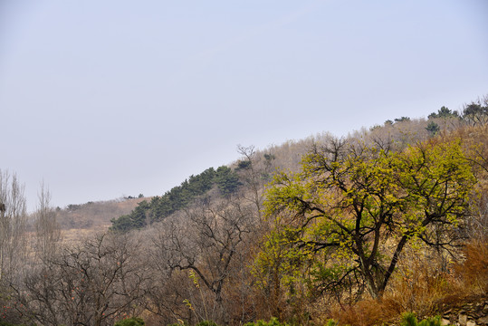 高山大树森林