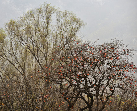 大山中的柿子树