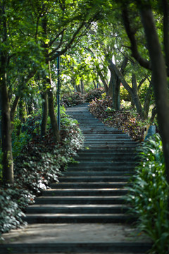 静谧的登山道