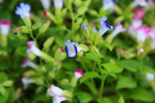 小雏菊