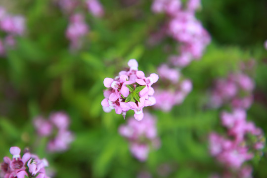 红色的花蕾