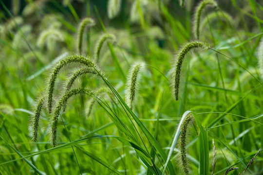 狗尾巴草