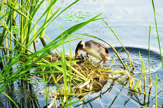 池塘水鸟