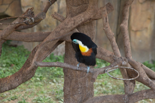 上海野生动物园里的凹嘴巨嘴鸟