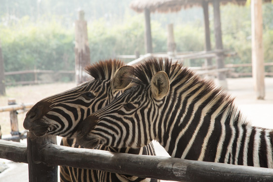 上海野生动物园里的斑马