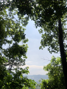 阳光树林