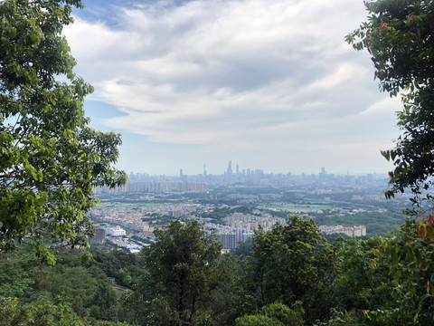 树林与城市