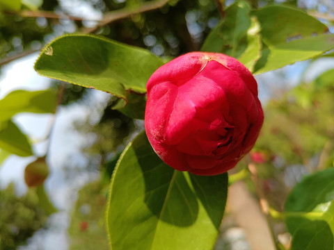 茶花花苞