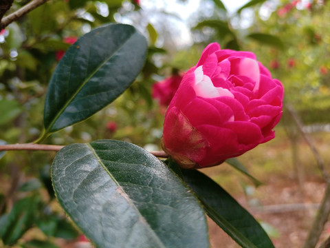 茶花花苞