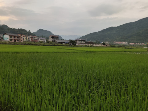 水稻种植