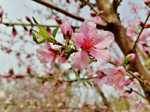 桃花