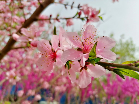 桃花