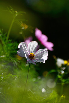 格桑花