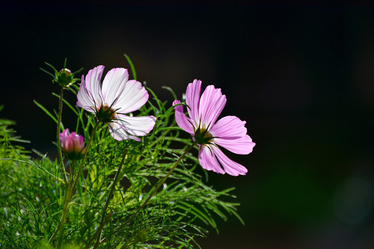 格桑花