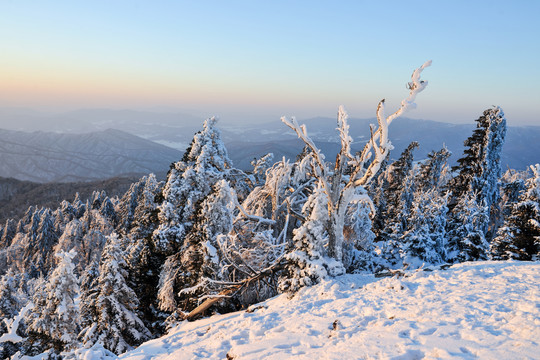 树积雪大雪夕阳