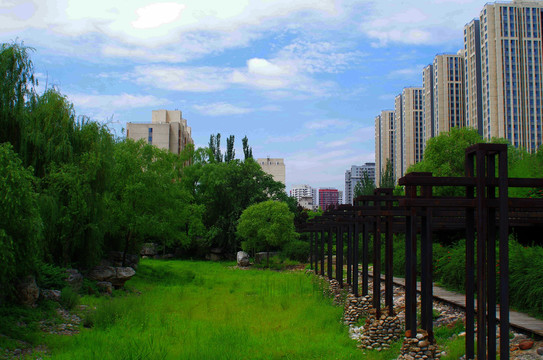 北京东一时区公园荷花